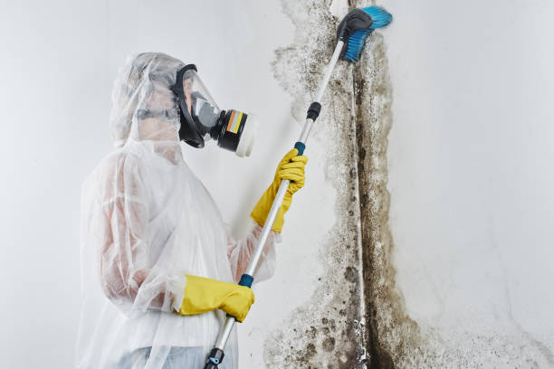 Best Post-Flood Mold Remediation in Fruita, CO