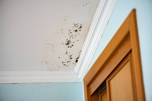 Best Emergency Mold Remediation in Fruita, CO