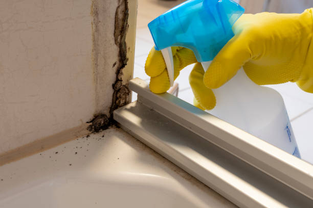 Best Kitchen Mold Remediation in Fruita, CO