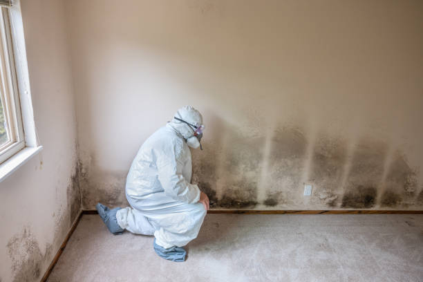 Best Localized Mold Remediation (e.g., coastal areas, humid climates) in Fruita, CO